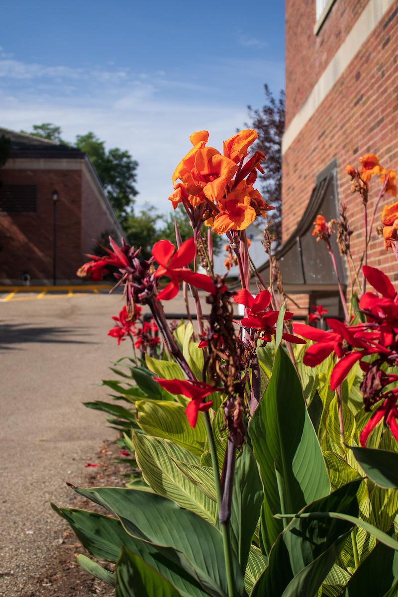 red 和 orange flowers in the foreground, Hudson hall in the background